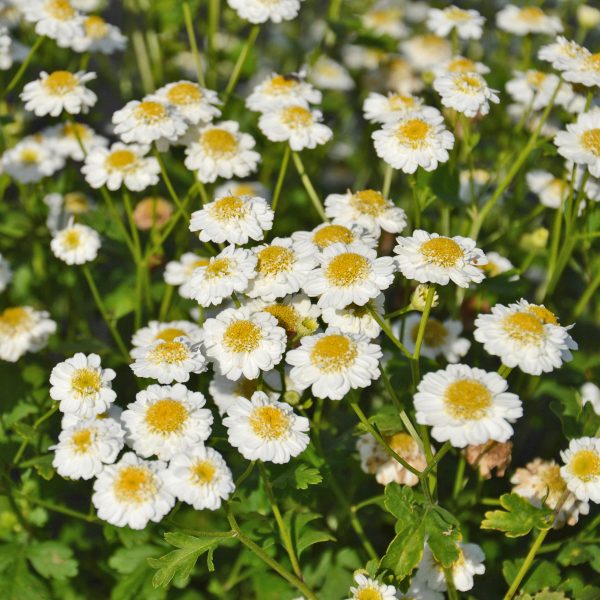 Sélection « Ami des abeilles » – Image 4