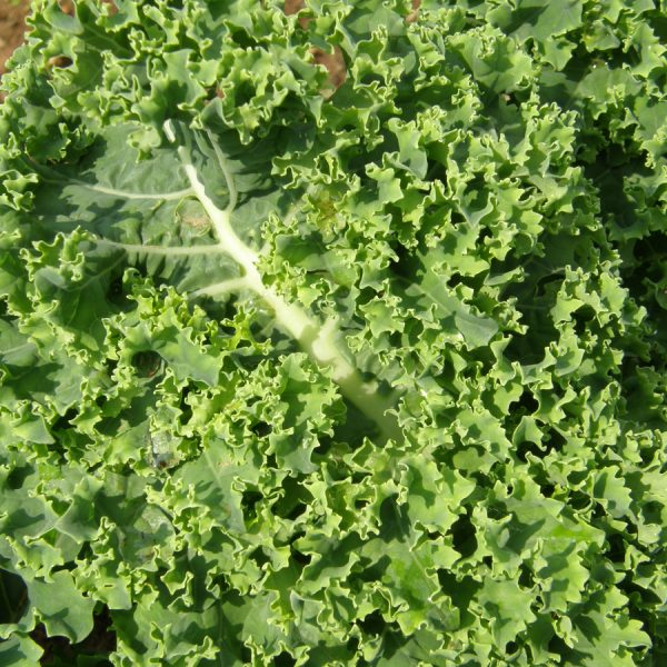 Chou frisé Dwarf Blue Scotch - Bio