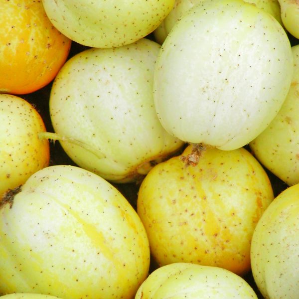 Concombre Citron - Bio