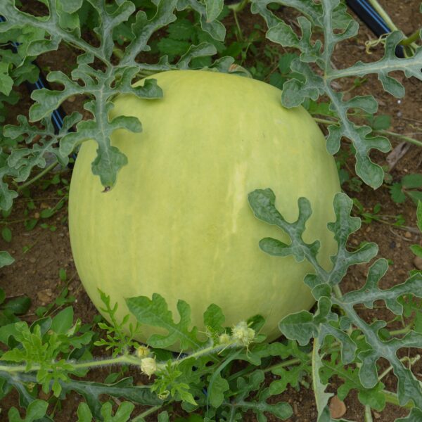 Melon d'eau King and Queen winter - Bio – Image 2