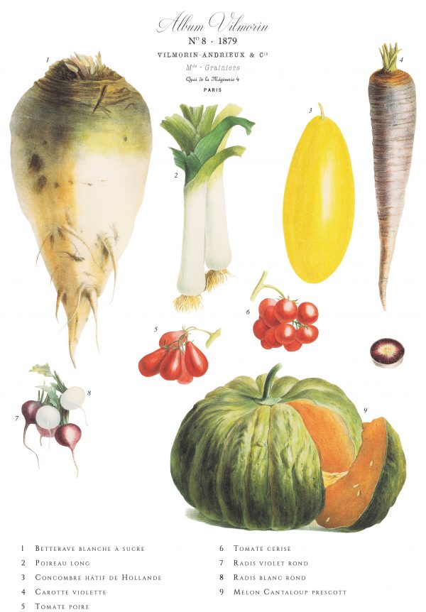 ViMorin no 8