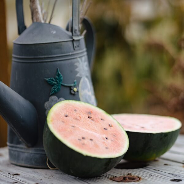 Melon d'eau Blacktail Mountain - Bio
