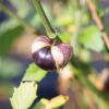 Tomatillo Purple - Bio – Image 3