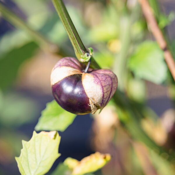 Tomatillo Purple - Bio – Image 3
