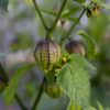 Tomatillo Purple - Bio – Image 2
