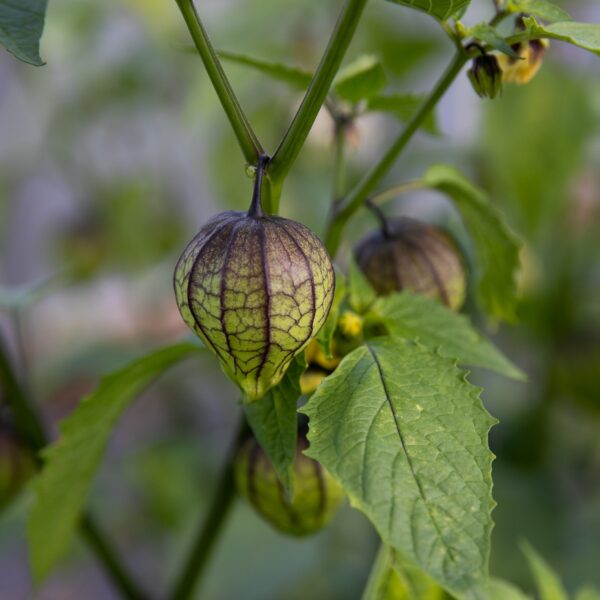 Tomatillo Purple - Bio – Image 2