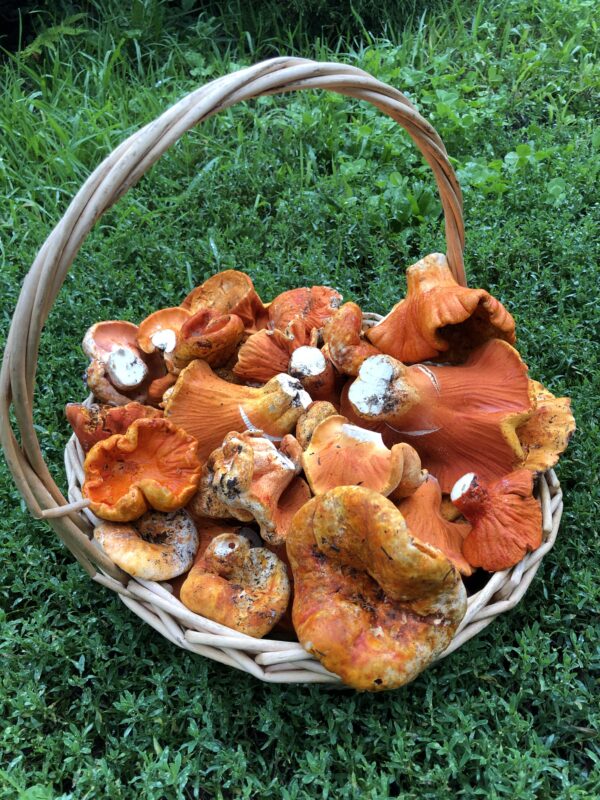Champignon homard – Image 3