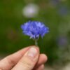 Centaurée Bleuet - Bio – Image 4