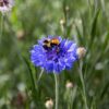 Centaurée Bleuet - Bio – Image 2