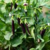 Pois Royal Snap II - Bio – Image 2