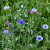 Pré-fleuri - Semences en mélange d’Herbionik