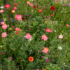 Pré-fleuri - Semences en mélange d’Herbionik – Image 4
