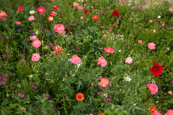 Pré-fleuri - Semences en mélange d’Herbionik – Image 4