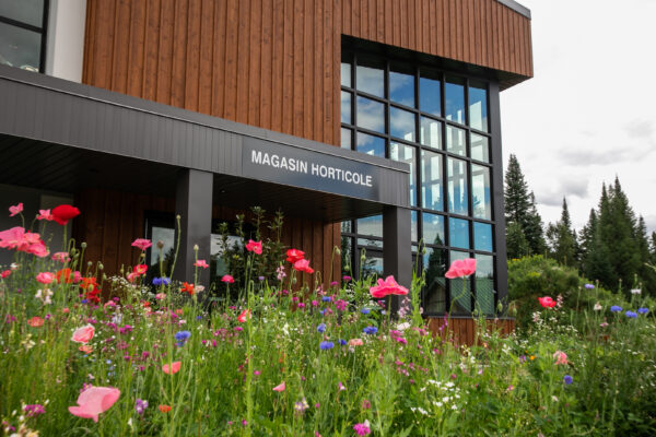 Pré-fleuri - Semences en mélange d’Herbionik – Image 6