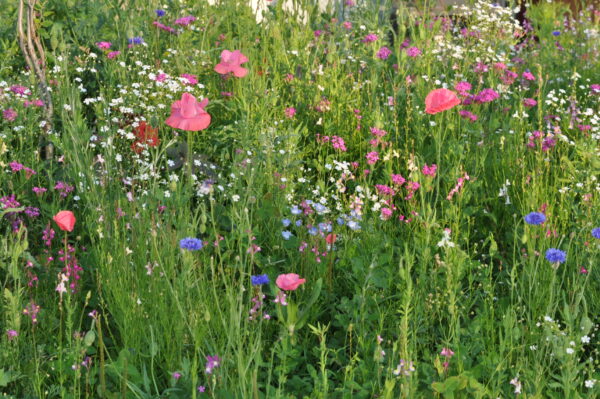 Pré-fleuri - Semences en mélange d’Herbionik – Image 5