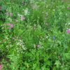 Pré-fleuri - Semences en mélange d’Herbionik – Image 2