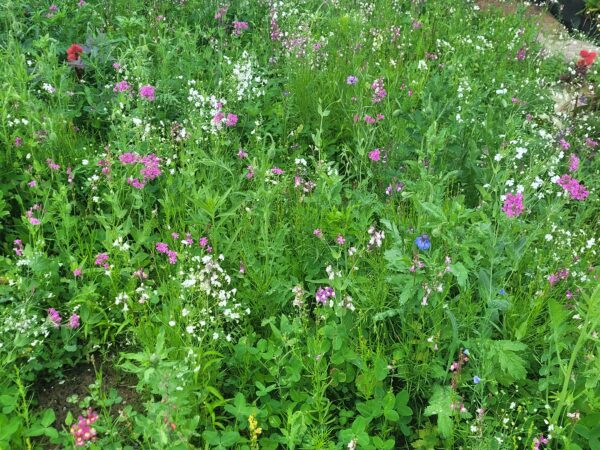 Pré-fleuri - Semences en mélange d’Herbionik – Image 2