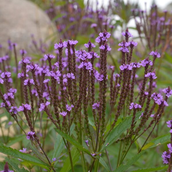 Verveine bleue - Bio