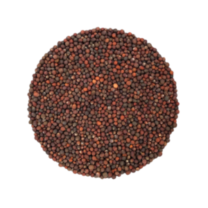 Chou kale noir à germer - Bio