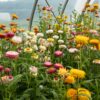 Immortelle à bractées en mélange - Bio