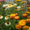 Immortelle à bractées en mélange - Bio – Image 2