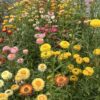 Immortelle à bractées en mélange - Bio – Image 5
