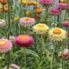 Immortelle à bractées en mélange - Bio – Image 6