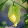 Tomatillo Queen of Malinalco - Bio – Image 3