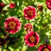 Zinnia Aztec Burgundy Bicolor - Bio