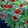 Zinnia Aztec Burgundy Bicolor - Bio – Image 3