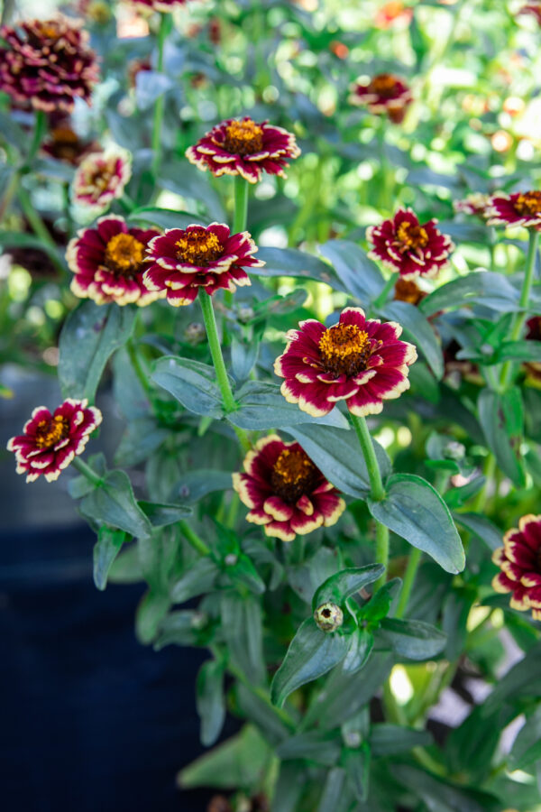 Zinnia Aztec Burgundy Bicolor - Bio – Image 3