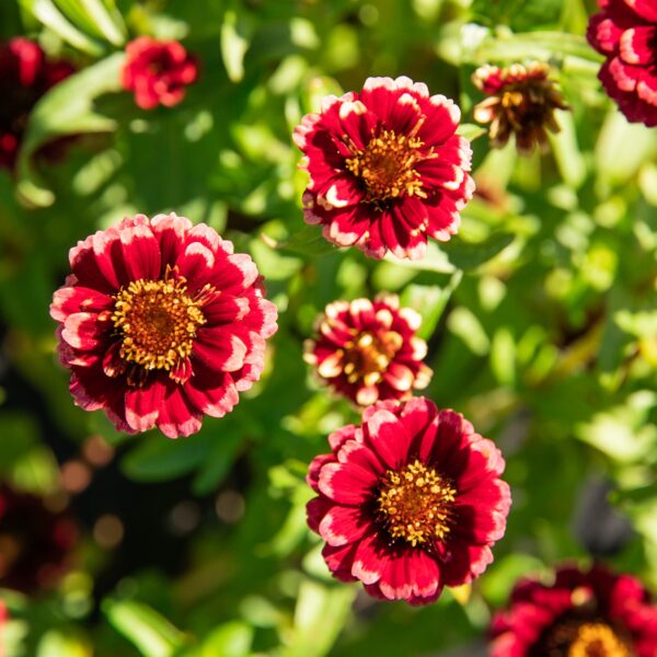 Zinnia Aztec Burgundy Bicolor - Bio