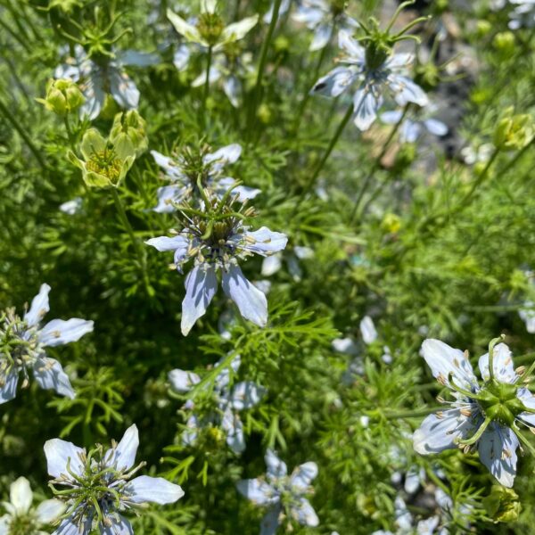 Nigelle Cumin noir - Bio – Image 2