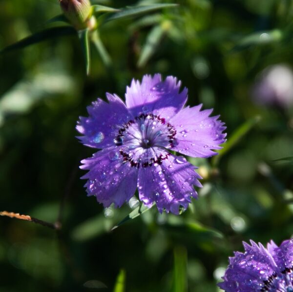 Oeillet Siberian Blues - Bio – Image 4
