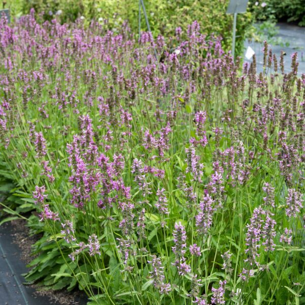 Bétoine officinale - Bio – Image 4