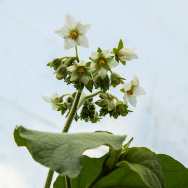 Tamarillo nain - Bio – Image 3