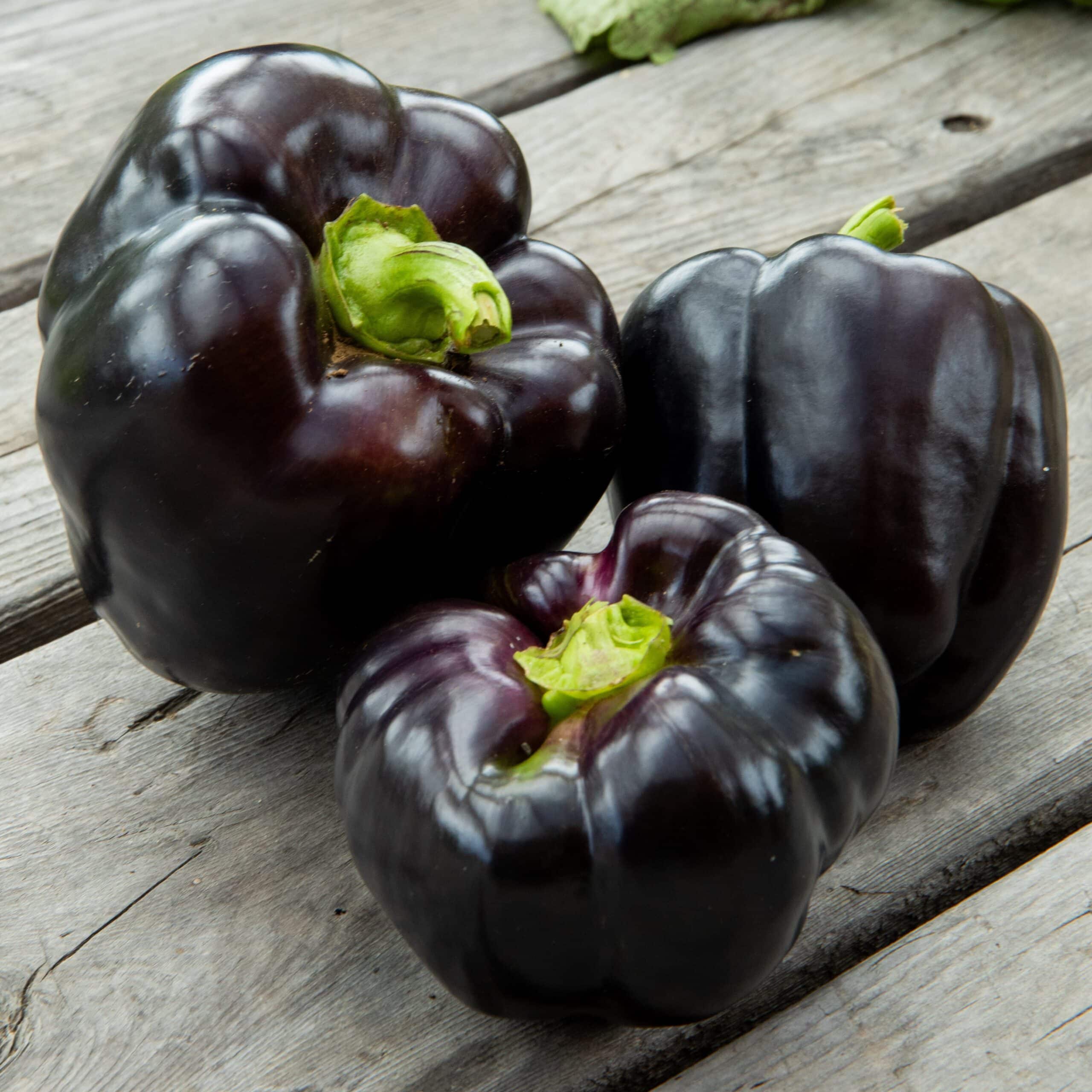 Poivron Purple Beauty - Bio