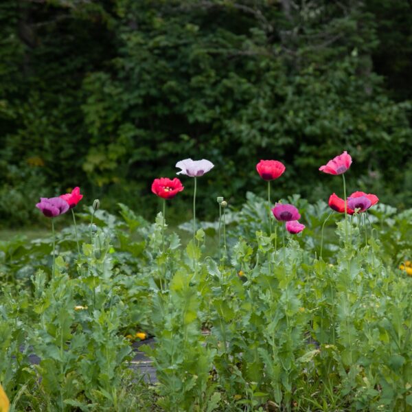 Pavot Food Not Lawns Remix - Bio – Image 3
