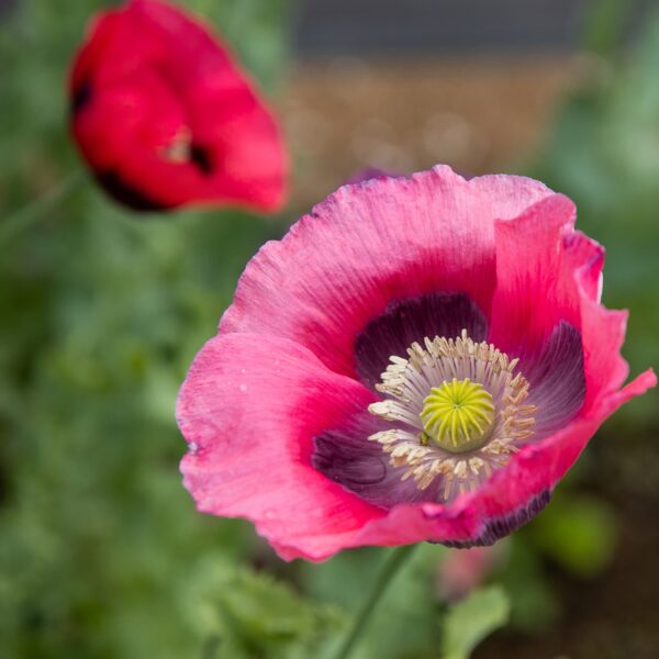 Pavot Food Not Lawns Remix - Bio – Image 4