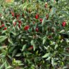 Piment Piri-Piri - Bio – Image 2