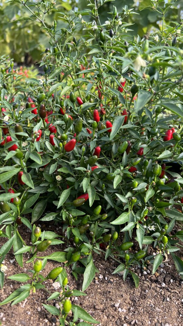 Piment Piri-Piri - Bio – Image 2