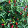 Piment Piri-Piri - Bio – Image 3