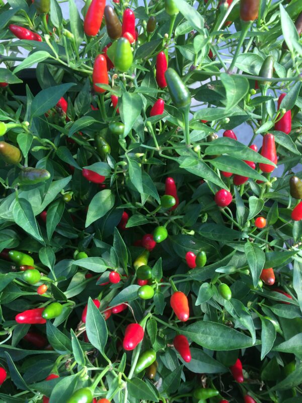 Piment Piri-Piri - Bio – Image 3