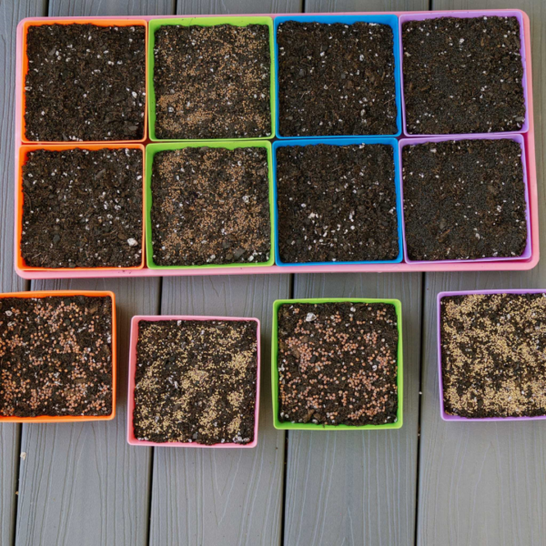 Plateau pour micropousses