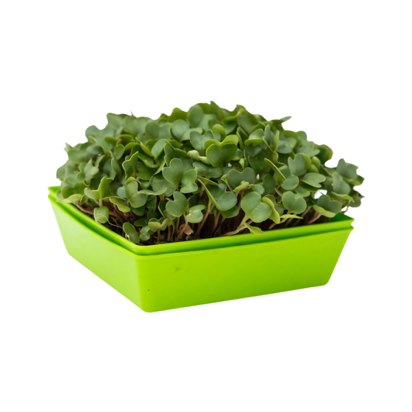 Plateau pour micropousses