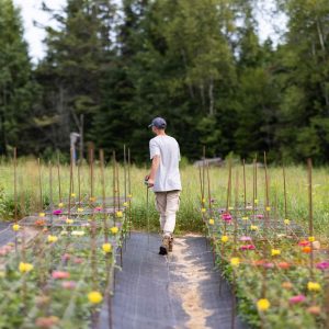 Zinnia_Elegant_en_Melange_Humain_2022 (2)